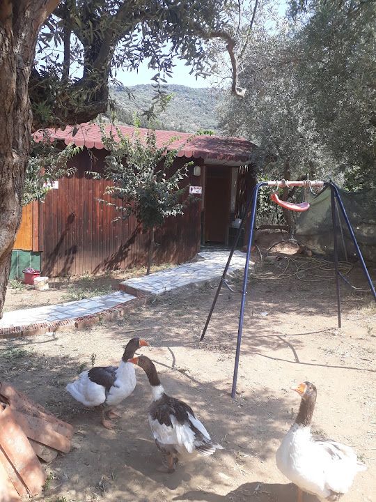 Fotoğraf 18