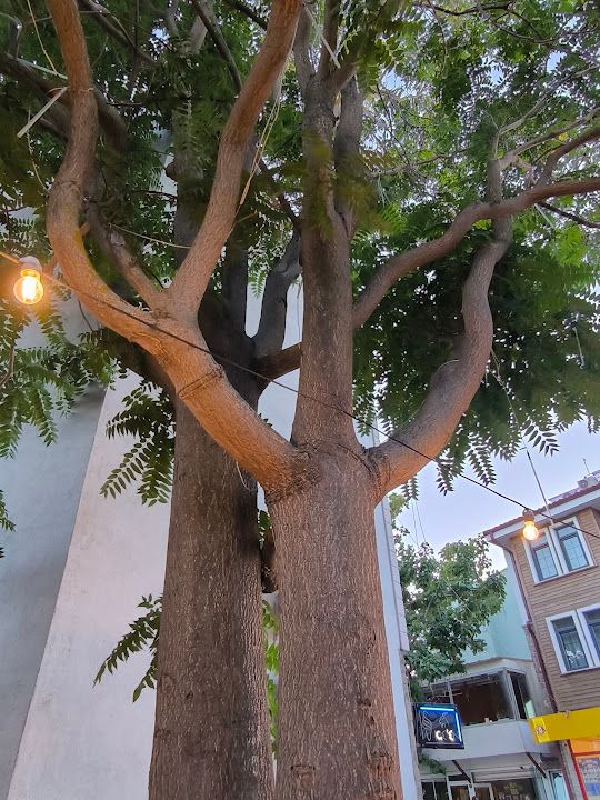 Yorum fotoğrafı 4