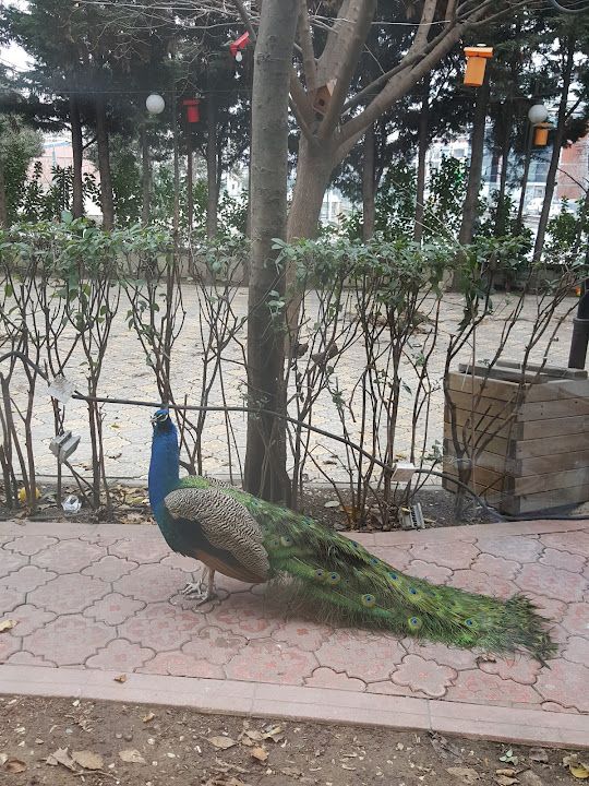 Fotoğraf 26
