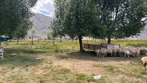 Yorum fotoğrafı 8