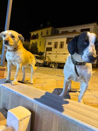 Yorum fotoğrafı 2