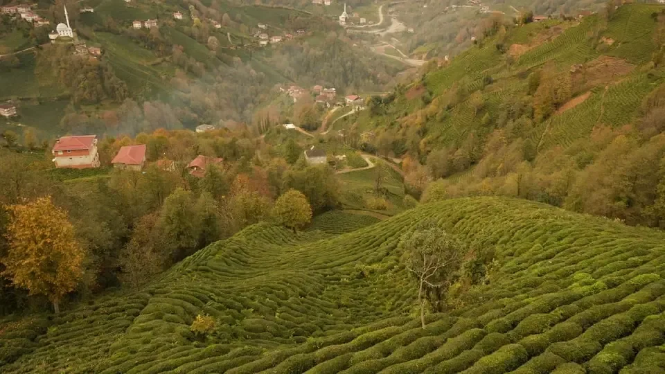 Ardeşen
