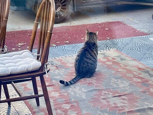 Fotoğraf 13