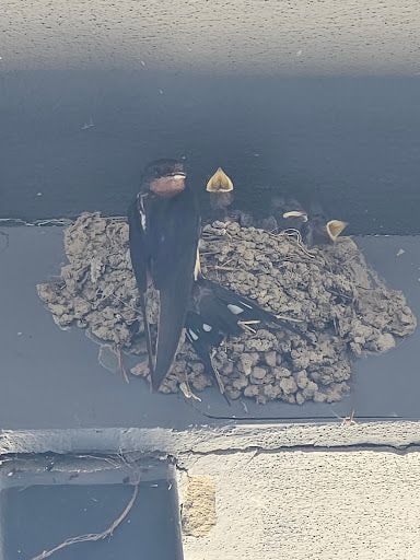 Fotoğraf 17