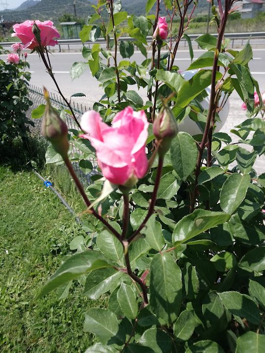 Fotoğraf 44