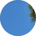 Jelibon