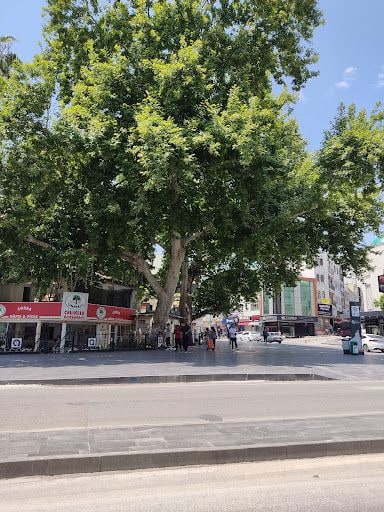 Yorum fotoğrafı 4