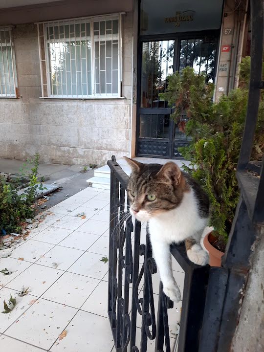 Fotoğraf 2