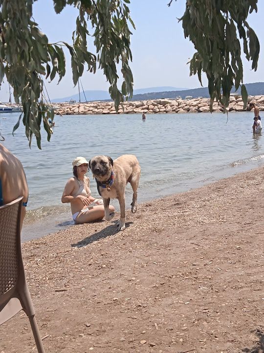 Yorum fotoğrafı 1