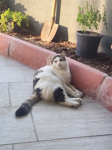 Yorum fotoğrafı 4