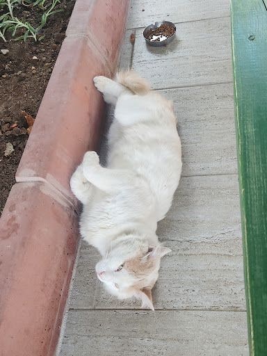 Yorum fotoğrafı 6