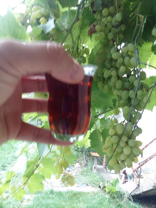 Fotoğraf 16