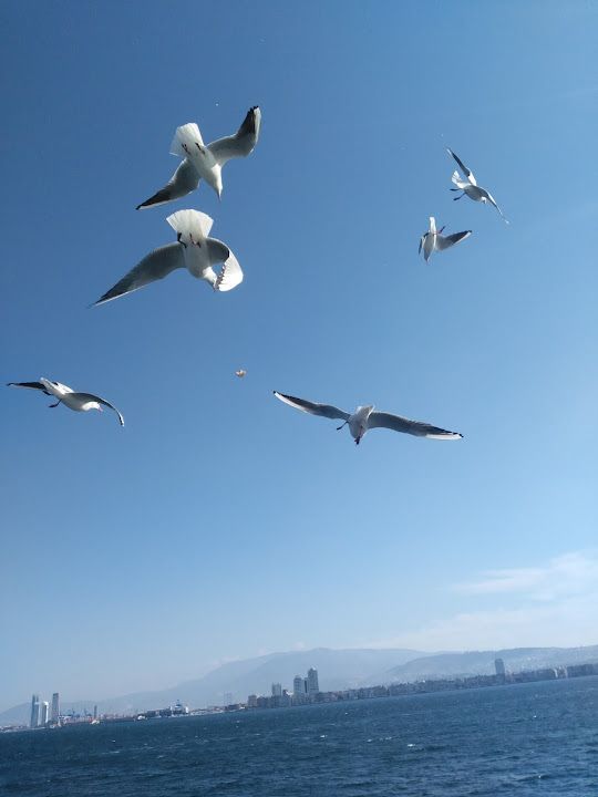 Tatlı Aşım