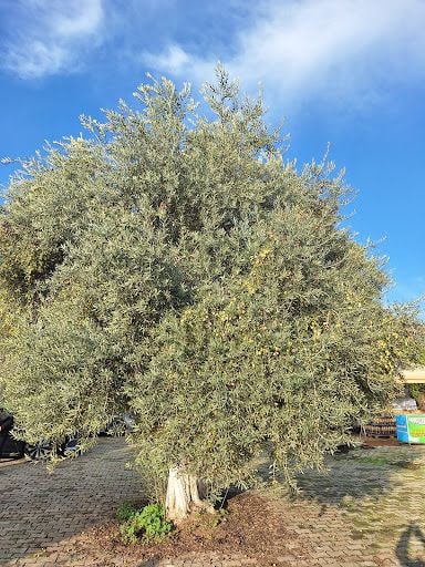 Fotoğraf 15