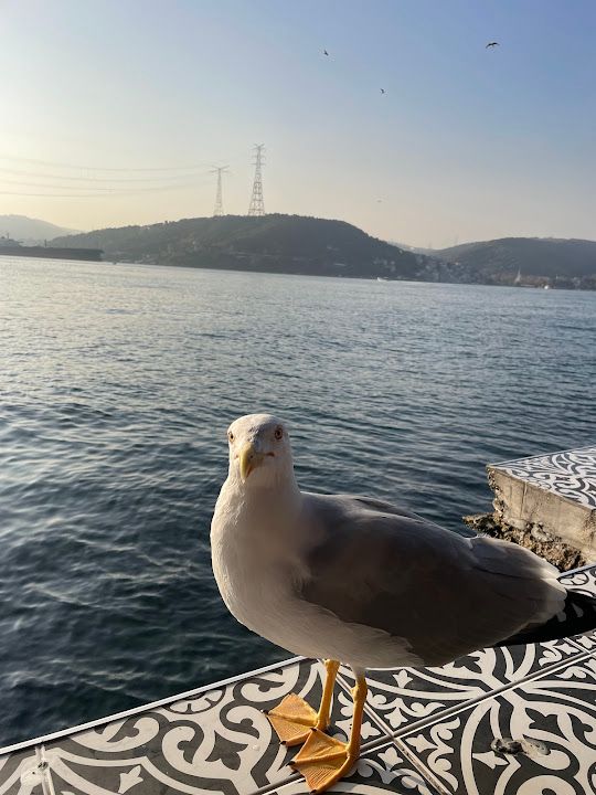 Fotoğraf 62