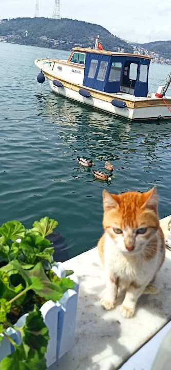 Fotoğraf 31