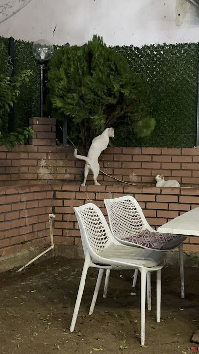 Fotoğraf 34
