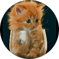 KEDİ KEDİLER
