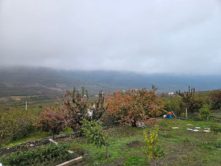 Yukarı kamberler