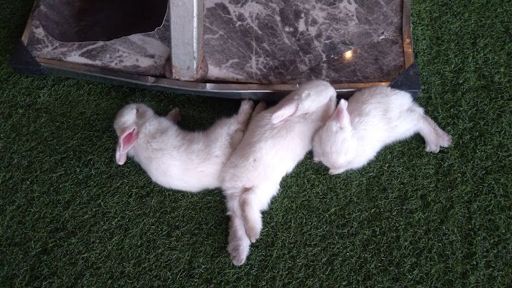 Yorum fotoğrafı 2