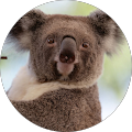 Koala Reissz