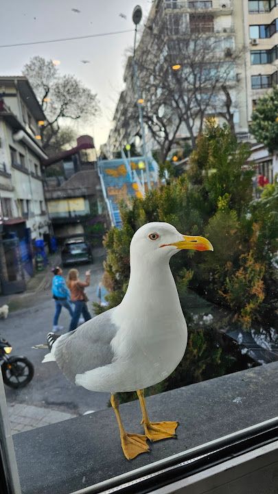 Fotoğraf 29