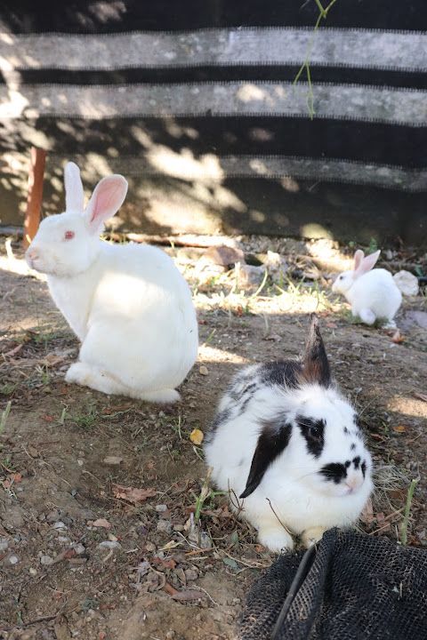 Yorum fotoğrafı 4