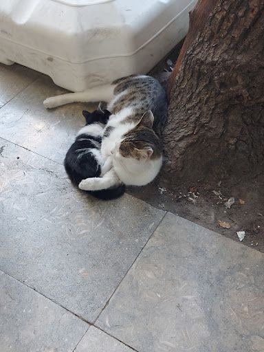 Yorum fotoğrafı 4