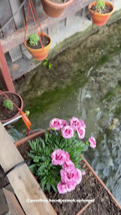 Fotoğraf 36