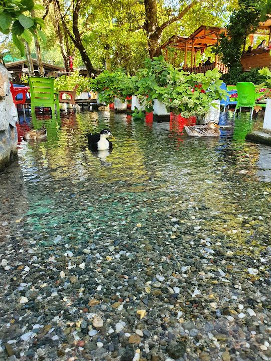 Fotoğraf 55