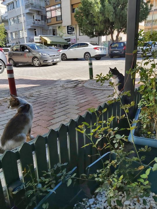 Yorum fotoğrafı 4