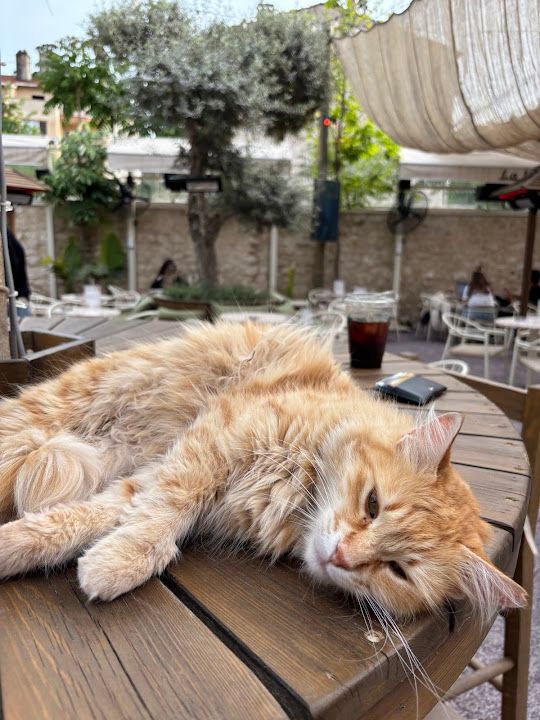 Fotoğraf 26