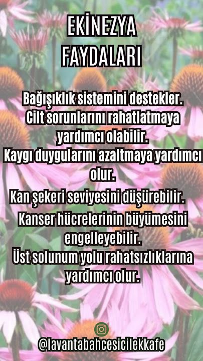 Fotoğraf 24