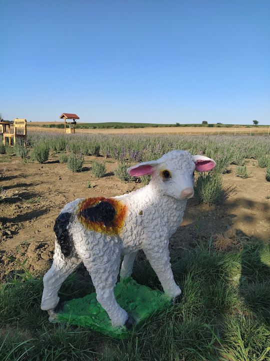 Yorum fotoğrafı 2