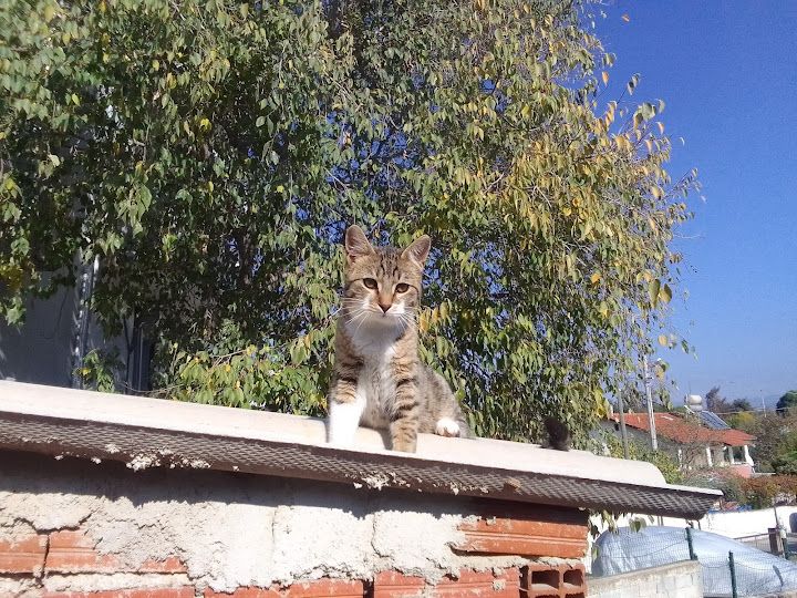 Yorum fotoğrafı 1