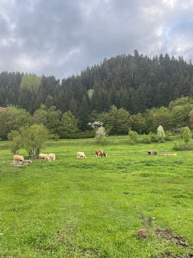 Fotoğraf 12