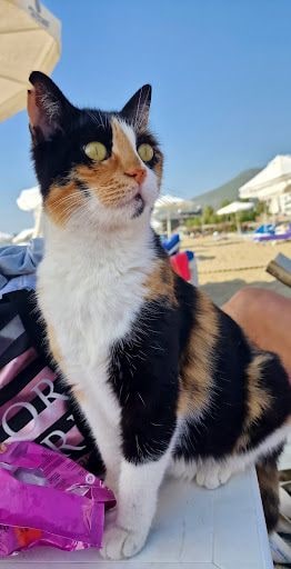 Yorum fotoğrafı 4