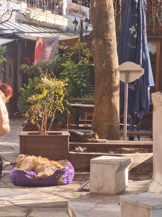 Yorum fotoğrafı 3