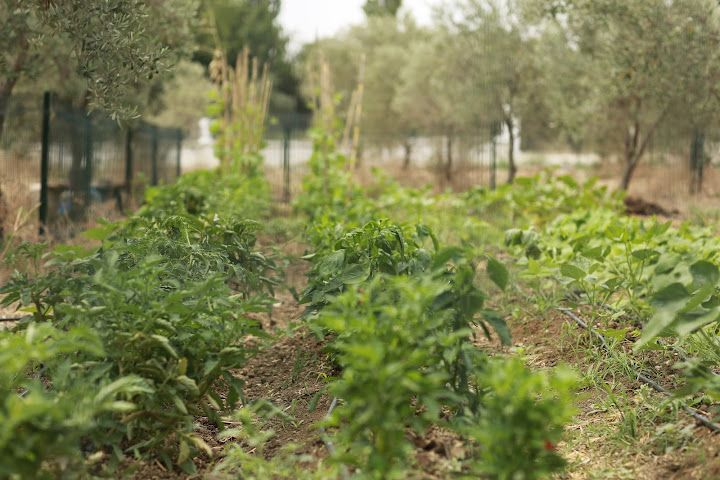 Fotoğraf 12