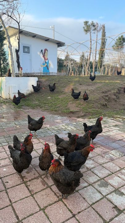 Yorum fotoğrafı 3