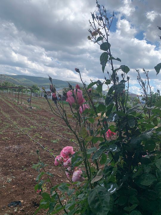 Fotoğraf 22