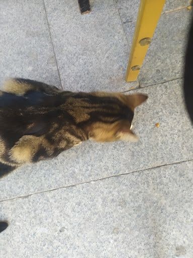 Yorum fotoğrafı 3