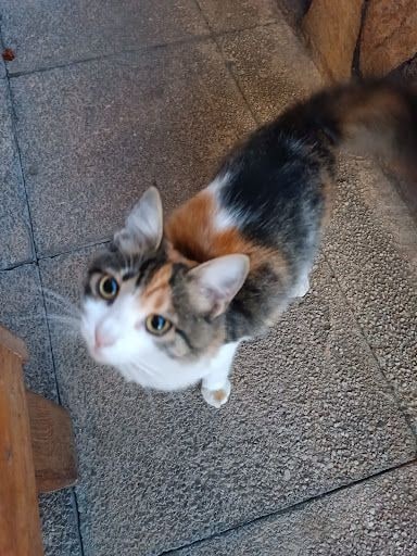 Yorum fotoğrafı 8