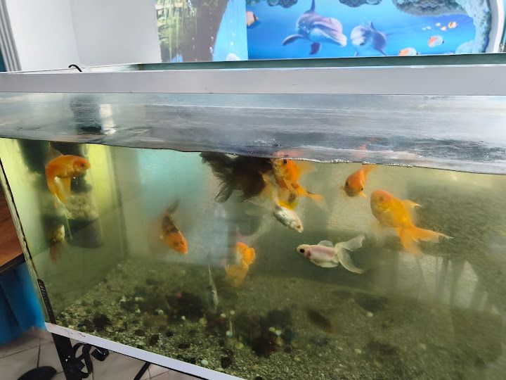Yorum fotoğrafı 4