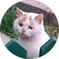 melike n
