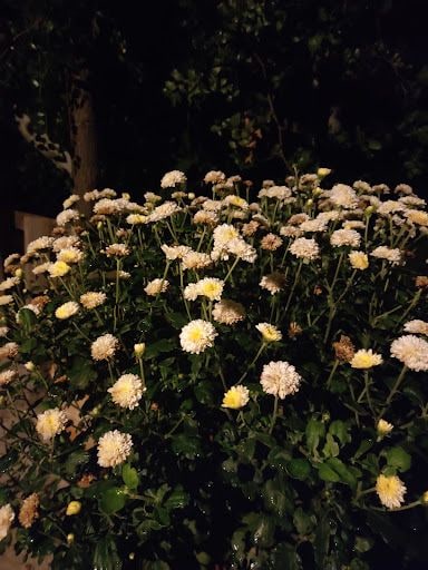 Yorum fotoğrafı 5
