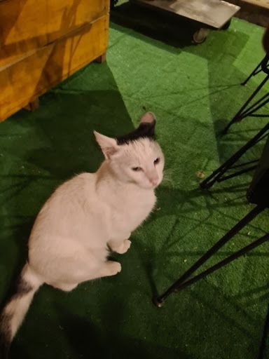 Fotoğraf 12