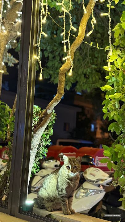Yorum fotoğrafı 2