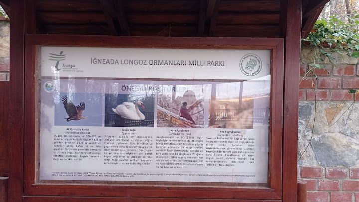 Yorum fotoğrafı 13