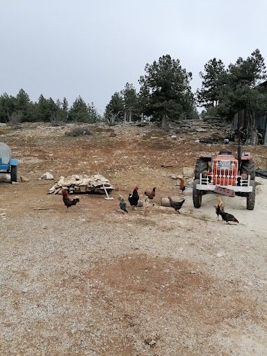 Yorum fotoğrafı 6